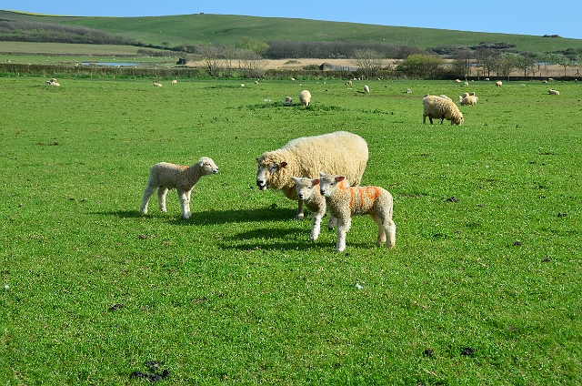 13 04 14_2921.JPG - ABBOTSBURY SWANERY, DORSET - 13.4.14